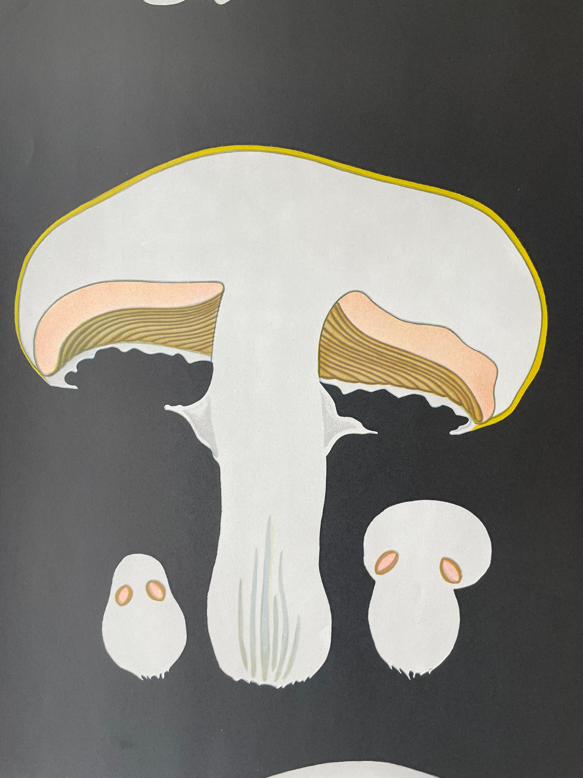 Lehrmitteltafel / Schulwandtafel Wiesenchampignon