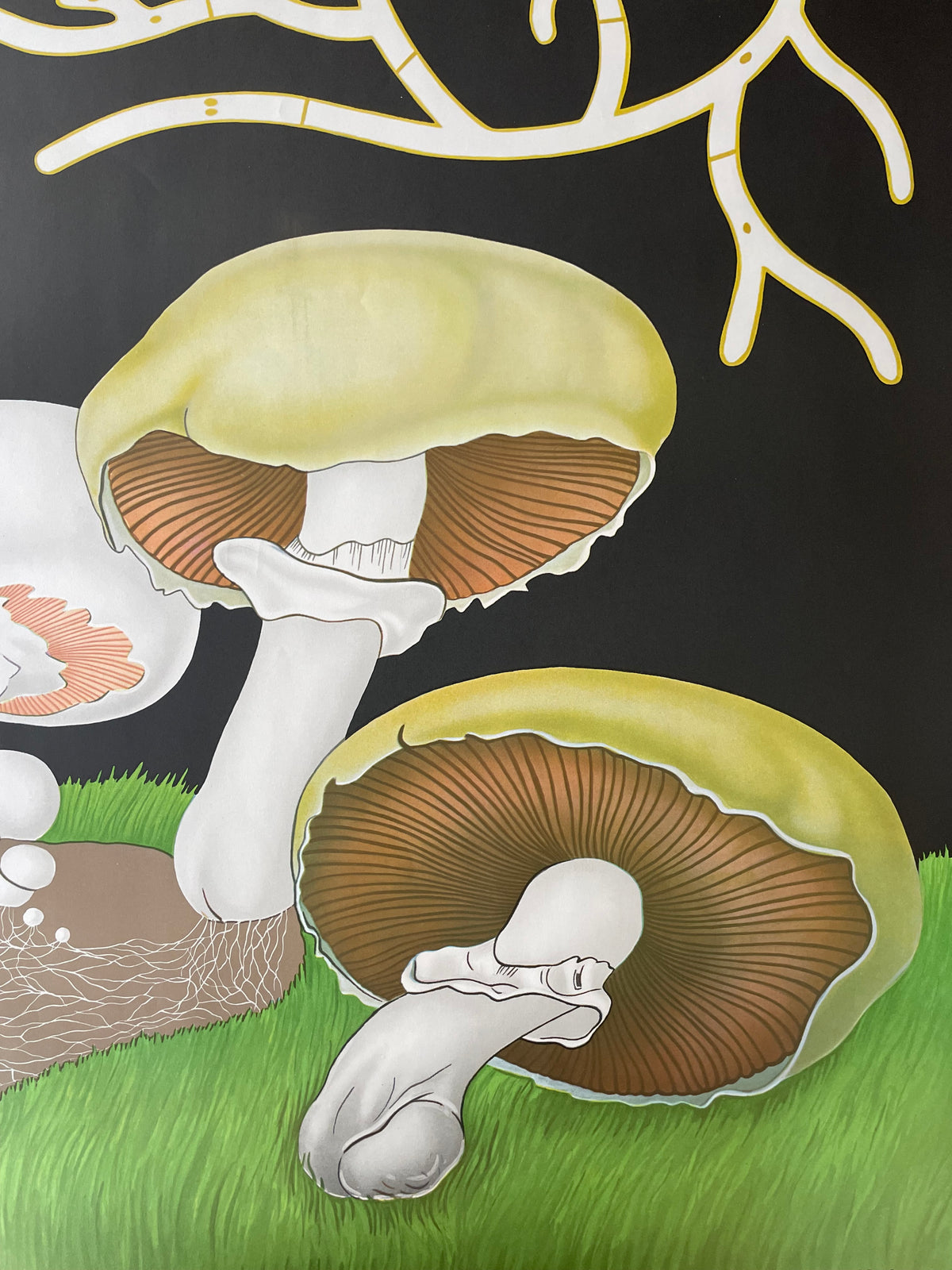 Lehrmitteltafel / Schulwandtafel Wiesenchampignon