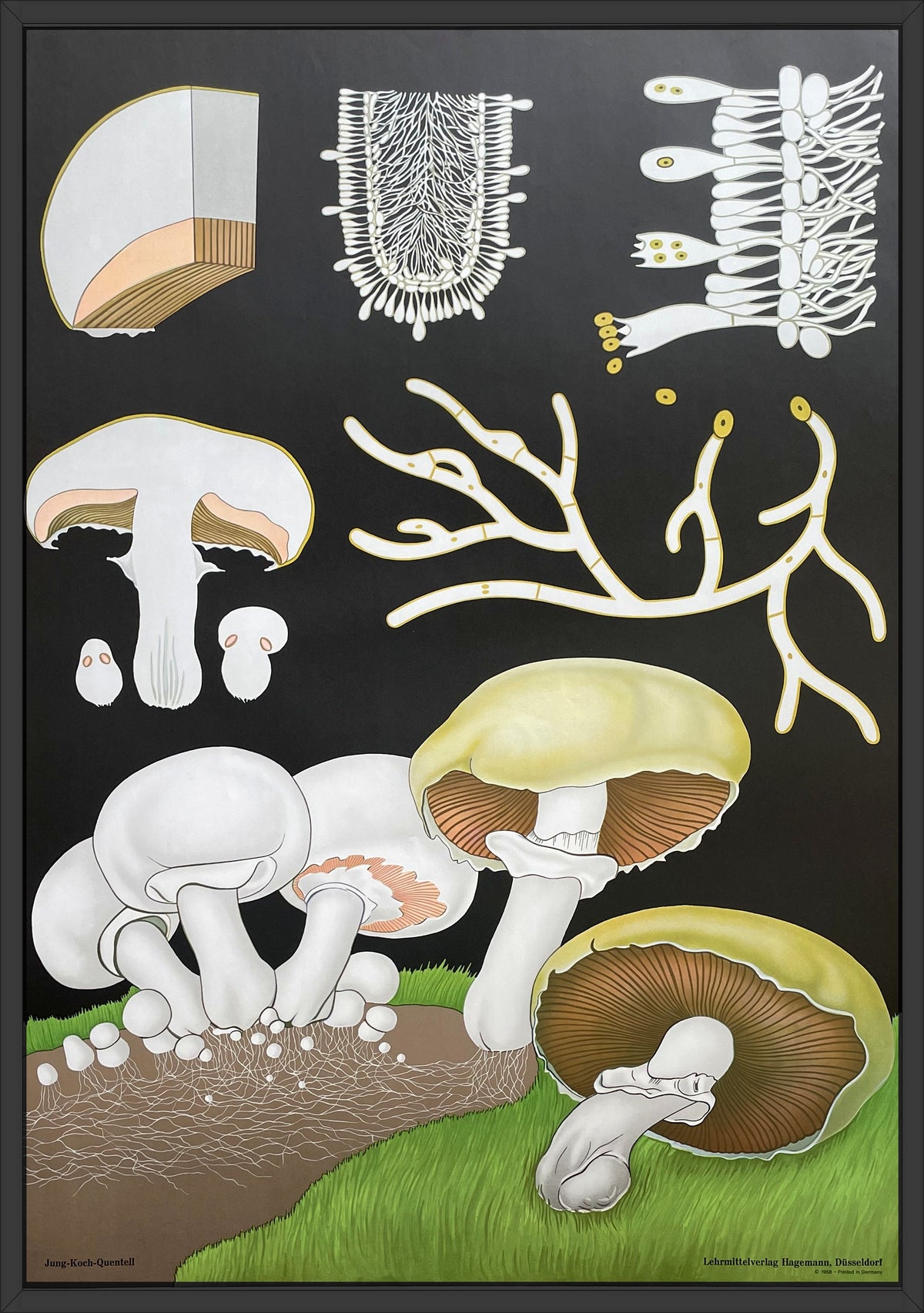 Lehrmitteltafel / Schulwandtafel Wiesenchampignon