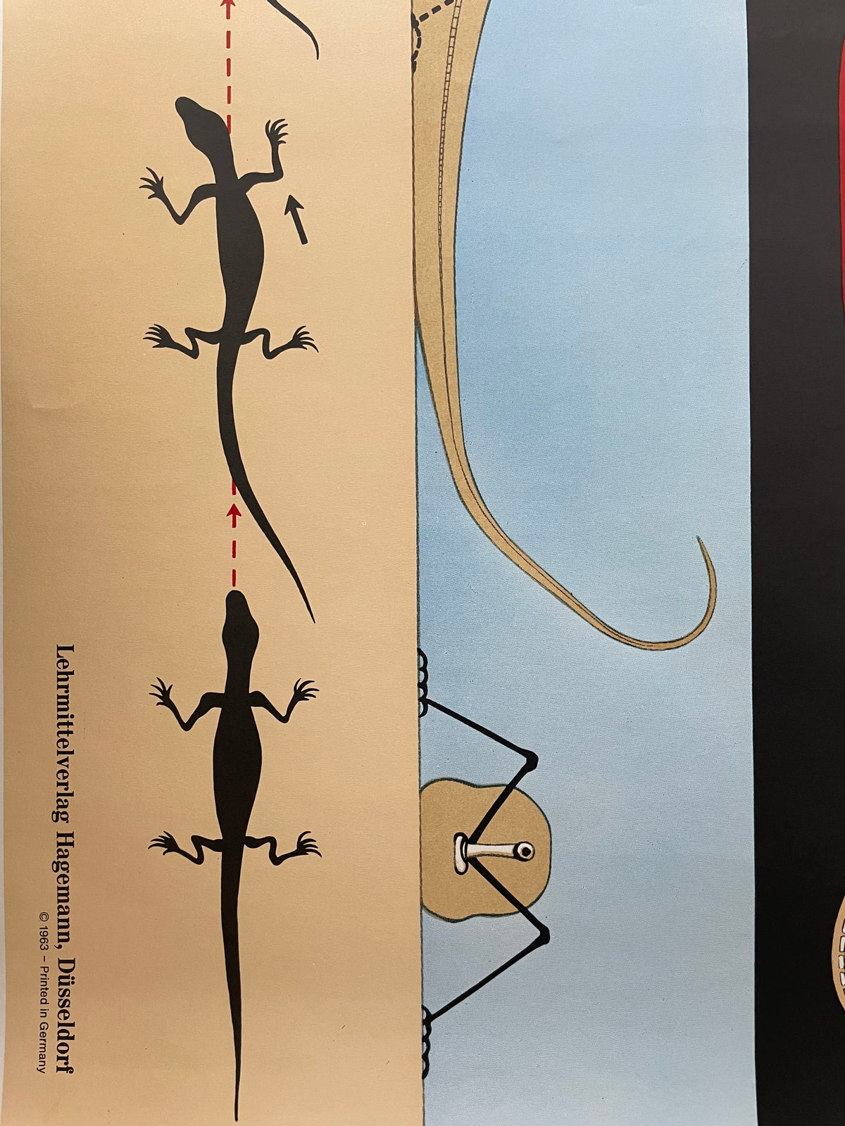 Lehrmitteltafel / Schulwandtafel Zauneidechse